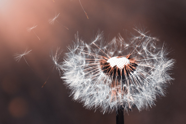 Les akènes du pissenlit portent une aigrette de poils permettant la dispersion par le vent / Pixabay